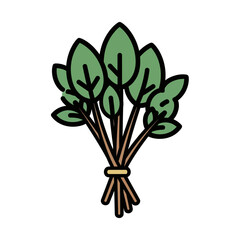 Fresh spinach bunch tied rests on white background