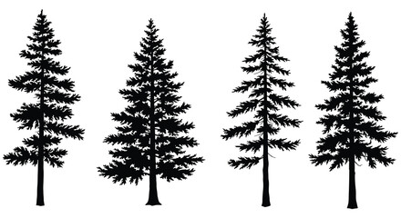 Fototapeta premium four tall pine trees standing upright in silhouette
