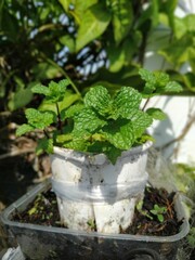 Fresh green mint plant growing in a plastic container with healthy leaves under sunlight, perfect for gardening, cooking, or herbal use.