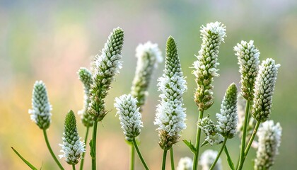 White flowers in soft sunlight