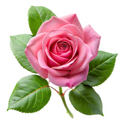 Naklejka premium Pink rose with green leaves isolated on transparent background