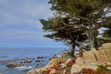 Cypress Trees growing on beautiful coastline overlooking the Pacific Ocean near Carmel California USA