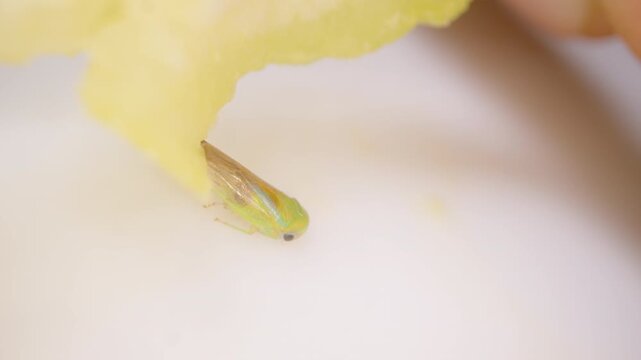 Macro View of Tiny Green Insect Resting on Light Yellow Fruit Flesh in Soft Focus Background, Wild Nature Concept