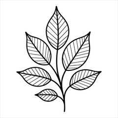 Hand Drawn Leaf Branch Vector Illustration Isolated on White