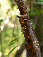 茸が生えた樹木と蝉の脱け殻
