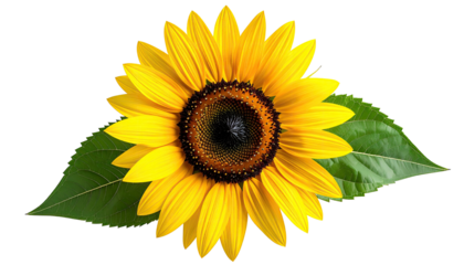 Bright sunflower with vibrant yellow petals and dark center.  Green leaves flanking the blossom