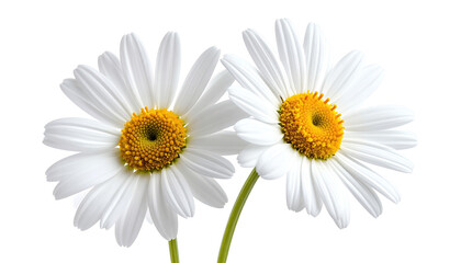Fototapeta premium Two white daisies with yellow centers, close-up