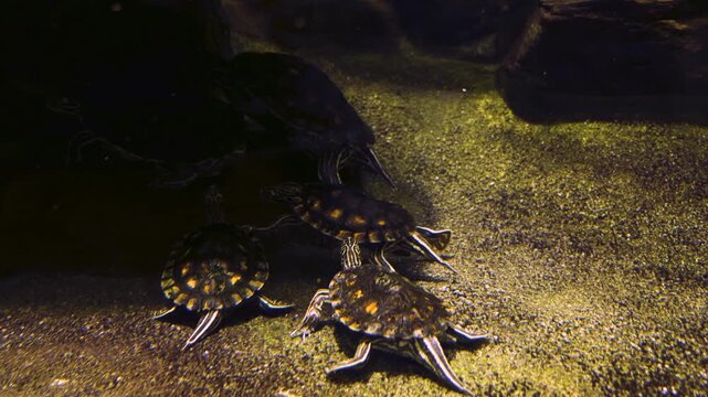 Close up of small water turtle interacting underwater close to the sea ground