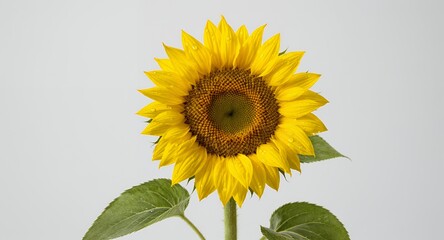 Obraz premium Single Sunflower with Dew Drops, Bright Yellow Petals, Isolated on White Background
