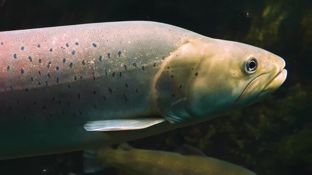 Close up of a large trout underwater ina river floating in the tide