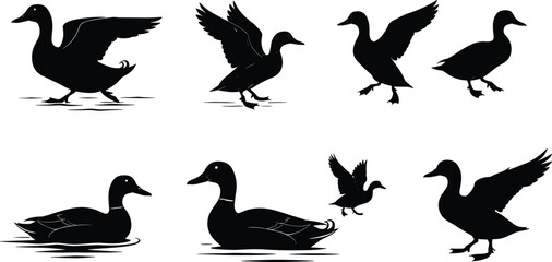 Duck silhouettes in various poses, flying, walking, swimming, nature wildlife, bird illustrations, waterfowl, animal icons, black and white vector.