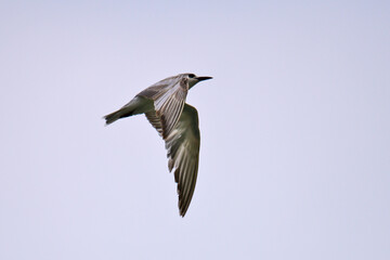 A small tern-like bird soars gracefully through a clear, pale blue sky, its light-colored plumage contrasting with its dark head and beak, showcasing elegant flight.