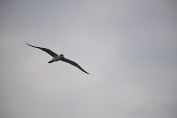 A small tern-like bird soars gracefully through a clear, pale blue sky, its light-colored plumage contrasting with its dark head and beak, showcasing elegant flight.