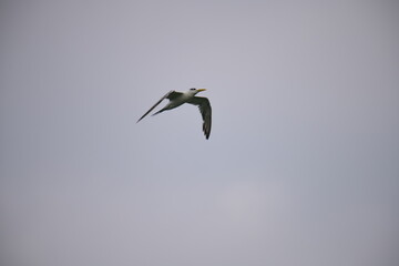 A small tern-like bird soars gracefully through a clear, pale blue sky, its light-colored plumage contrasting with its dark head and beak, showcasing elegant flight.