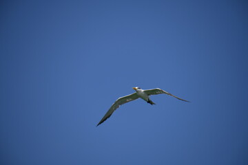 A small tern-like bird soars gracefully through a clear, pale blue sky, its light-colored plumage contrasting with its dark head and beak, showcasing elegant flight.
