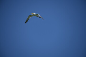 A small tern-like bird soars gracefully through a clear, pale blue sky, its light-colored plumage contrasting with its dark head and beak, showcasing elegant flight.