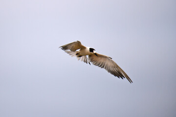 A small tern-like bird soars gracefully through a clear, pale blue sky, its light-colored plumage contrasting with its dark head and beak, showcasing elegant flight.