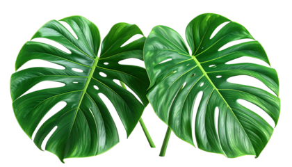 Two vibrant monstera leaves, deeply veined and sharply edged, are displayed against a black backdrop.  The leaves appear healthy and lush, with a rich, intense green tone