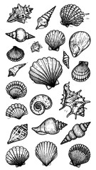 Black and white seashell illustrations (1)