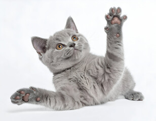 British Shorthair kitten playing with paw raised, pure white background 
