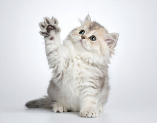 Fototapeta premium Persian Shorthair kitten playing with paw raised, pure white background