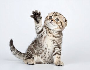 Scottish Fold kitten playing with paw raised, pure white background