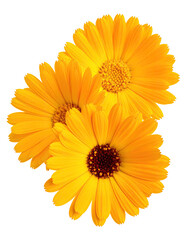 Close-up of three vibrant yellow flowers.  Petals are detailed, overlapping,  forming a cluster.  Dark brown centers.  Isolated on black