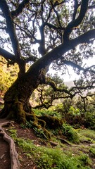 Ancient tree, lush forest, sunlight filtering through canopy