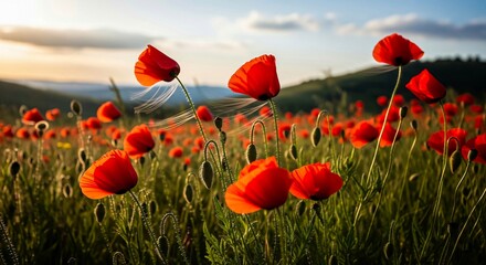 Obraz premium Field of Red Poppies at Sunset.