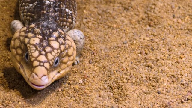 Close up of a pine cone lizard head moving slowly along the ground on a cloudy day