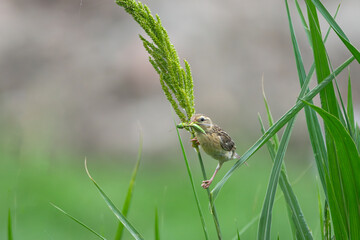 A Baya Weaver (Ploceus philippinus) perches proudly, clutching a big green insect in its beak