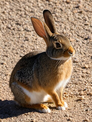 Desert Cottontail
