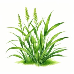 an AI Image Generator, Detailed Artistic Illustration of Wheat Plants