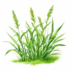 an AI Image Generator, Detailed Artistic Illustration of Wheat Plants