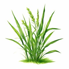 Obraz premium an AI Image Generator, Detailed Artistic Illustration of Wheat Plants