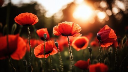 Obraz premium Beautiful landscape field red poppies sun shining through Remembrance day poppy