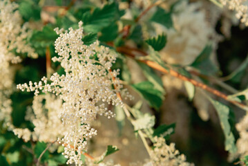 Extreme close up of spray of seeds hanging on the green branch of a bush, specifically that of Ocean Spray (Holodiscus discolor). 