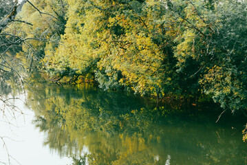 Trees covered in yellow and green leaves hanging over a clear still river and reflecting back in the waters surface. 