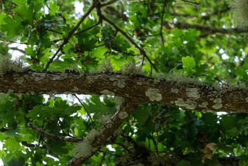 Low angle view of tree branch covered in spots of moss and lichen and surrounded by fresh green leaves. 