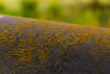 Extreme close up of metal surface spotted with moss and lichen, with lush green foliage out of focus in the background. 