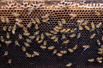 Busy honey bees working on honeycomb in beehive for honey production and pollination.