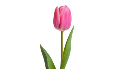 Elegant pink tulip flower with stem and leaves isolated PNG with Transparent Background