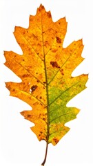 Obraz premium Isolated Oak Leaf with Orange Yellow and Green Hues on a Clean White Background