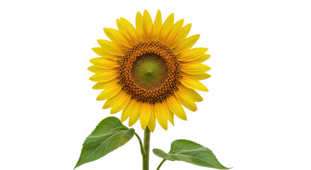 Fototapeta premium Bright sunflower blossom with stem and leaves isolated PNG with Transparent Background