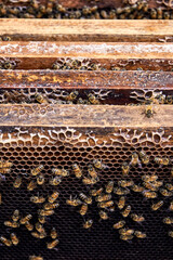 Close-up view of bees on honeycomb frames in a beehive, showcasing intricate patterns and busy activity.