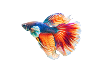 Vividly colored siamese fighting fish Isolated on transparent background

