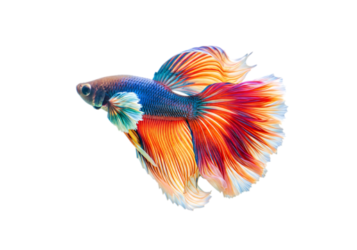 Vividly colored siamese fighting fish Isolated on transparent background

