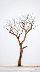 Awesome photo of bare tree isolated on white background in winter season with copy space.