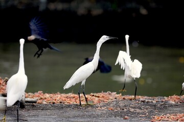 great white heron