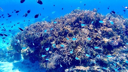 デバスズメダイが泳ぐ慶良間諸島阿嘉島の海